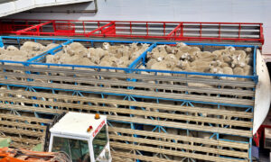 Des moutons dans un camion de transport d'animaux