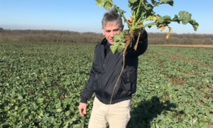 Un homme présente un plant de colza bien enraciné dans un champ