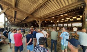 Des personnes en visite dans un élevage de vaches Normandes