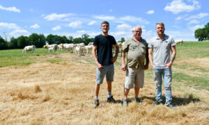Trois éleveurs dans un champ avec des vaches Charolaises dans le fond