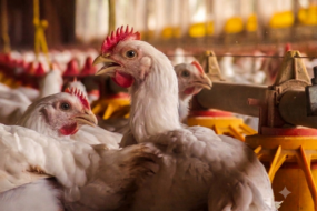Gros plan sur des poulets dans un bâtiment d'élevage de volailles
